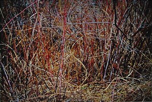 Image description is not available for 1984.025